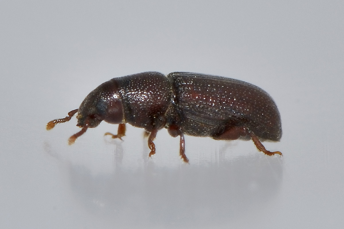 Rhyncolus punctatulus - Curculionidae